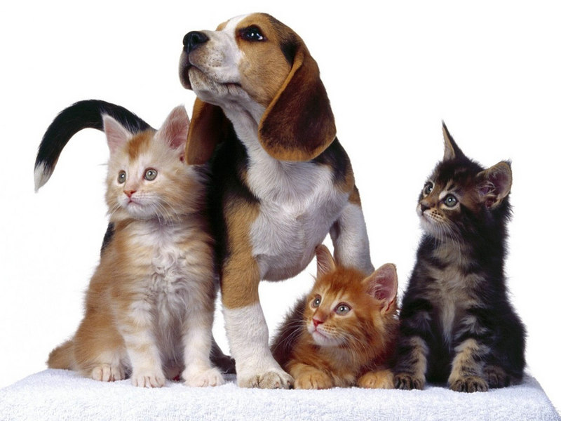 PetCompanions: Din pålitliga guide för att välja det perfekta husdjuret