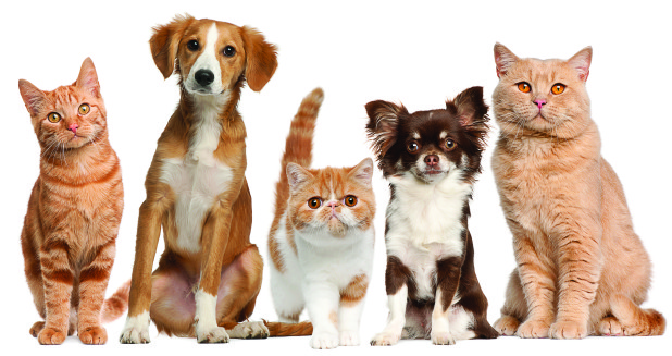 PetCompanions: Din pålitliga partner när det gäller val och skötsel av husdjur